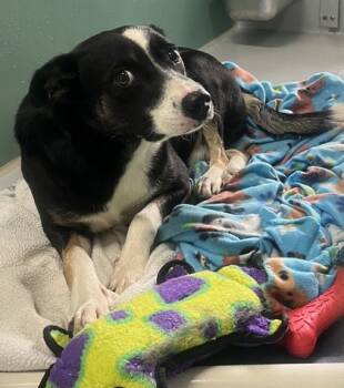 Rescue Mixed Breed Dogs for Adoption in Cumming, Georgia - 1303-25 | PetCurious