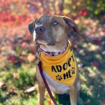 Butterscotch Sweet As Pie -  Beagle and Labrador Retriever Dog for Adoption in Friendswood, Texas - Butterscotch Sweet As Pie | PetCurious