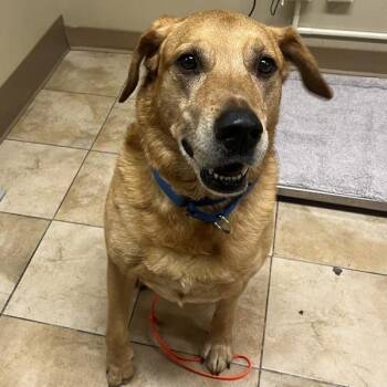 Labrador Retriever Dogs Available for Adoption - Sweet Potato (mcas) | PetCurious