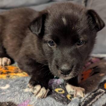 Mixed Breed Dogs Available for Adoption - Laura | PetCurious
