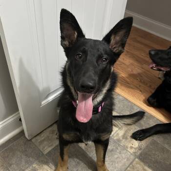 Nyx -  German Shepherd Dog Dog for Adoption in Hinesville, Georgia - Nyx | PetCurious