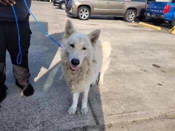 Rescue Siberian Husky and Great Pyrenees Dogs for Adoption in Houston, Texas - A643239 | PetCurious