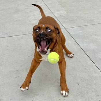 Boxer and Mixed Breed Dogs Available for Adoption - Roomba | PetCurious