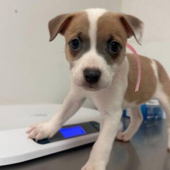 American Bulldog and Mixed Breed Dogs Available for Adoption in Morton Grove, Illinois - Maya | PetCurious