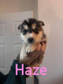 Haze -  Mixed Breed Dog for Adoption in Athens, Ontario - Haze | PetCurious