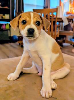 Eddie -  Jack Russell Terrier and Chihuahua Dog for Adoption in Manhattan, Kansas - Eddie | PetCurious