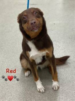 Red -  Australian Shepherd and Mixed Breed Dog for Adoption in Cincinnati, Ohio - Red | PetCurious