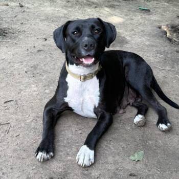 Jury -  American Staffordshire Terrier and Black Labrador Retriever Dog for Adoption in Grand Island, Nebraska - Jury | PetCurious