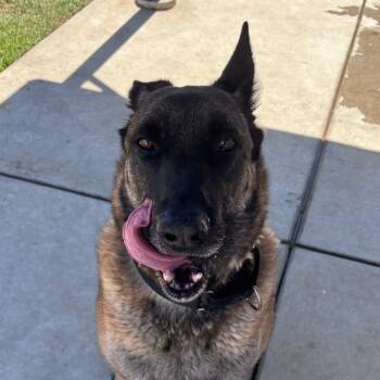 German Shepherd Dog Dogs Available for Adoption - Max | PetCurious
