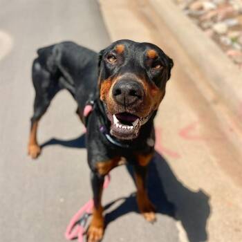 Doberman Pinscher Dogs Available for Adoption in Aurora, Colorado - ROCCO | PetCurious