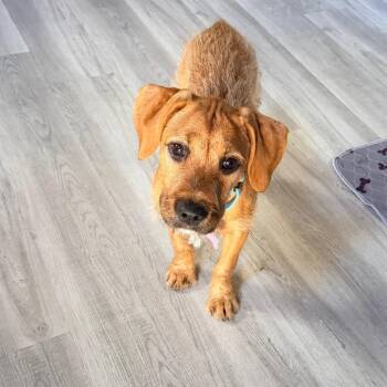 Chia -  Terrier Dog for Adoption - Chia | PetCurious