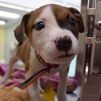 BRIELLE -  Pointer and Plott Hound Dog for Adoption in St. Louis, Missouri - BRIELLE | PetCurious
