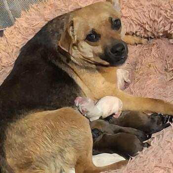 Eclair -  Mixed Breed Dog for Adoption - Eclair | PetCurious