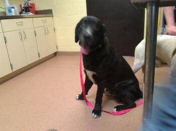 Plott Hound and Labrador Retriever Dogs Available for Adoption in Cookeville, Tennessee - FLUFF FLUFF | PetCurious