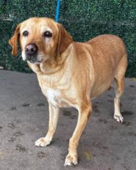 Labrador Retriever and Mixed Breed Dogs Available for Adoption - Baby Charlie | PetCurious