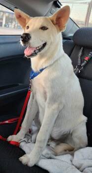 Cooper Mead -  Shepherd Dog for Adoption in Spring, Texas - Cooper Mead | PetCurious