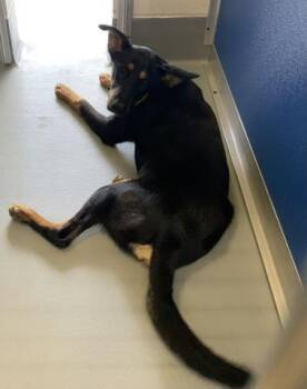 Doberman Pinscher and Mixed Breed Dogs Available for Adoption in Visalia, California - A252500 | PetCurious