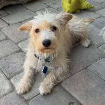 Noodle -  Wire Fox Terrier and Poodle Dog for Adoption in San Diego, California - Noodle | PetCurious