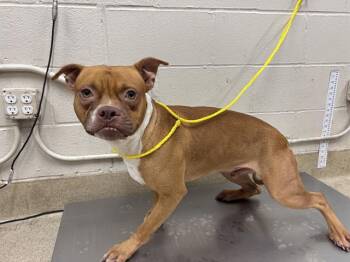 CONWAY -  American Staffordshire Terrier and Mixed Breed Dog for Adoption in Grand Prairie, Texas - CONWAY | PetCurious