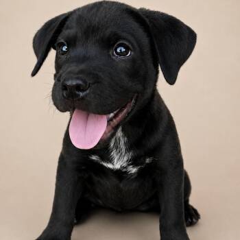 Dopey -  Labrador Retriever Dog for Adoption in South Elgin, Illinois - Dopey | PetCurious