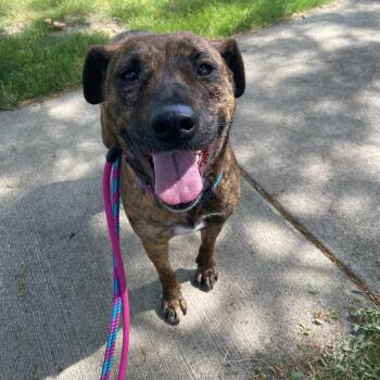 Moxie -  Plott Hound Dog Available for Adoption in Mokena, Illinois - Moxie | PetCurious