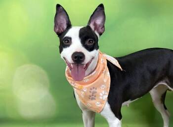 SHANELL -  Rat Terrier and Mixed Breed Dog for Adoption in Fort Lauderdale, Florida - SHANELL | PetCurious