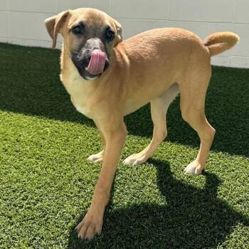 MR. WORLD WIDE 0368 -  Mixed Breed Dog for Adoption in Loxahatchee Groves, Florida - MR. WORLD WIDE 0368 | PetCurious