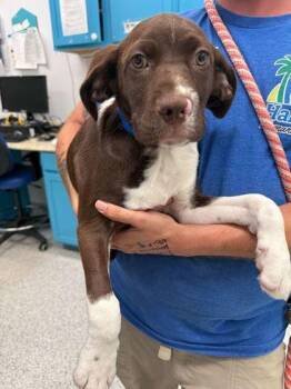 Boston Terrier and Border Collie Dogs Available for Adoption in Daytona Beach, Florida - Kelp | PetCurious