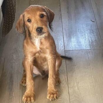 Dobby -  Standard Poodle and Mixed Breed Dog for Adoption in Dayton, Ohio - Dobby | PetCurious
