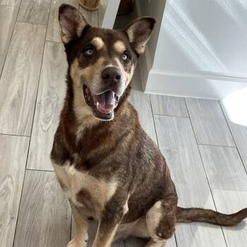 Rescue Husky Dogs for Adoption in Lucas, Texas - TOMMY GS | PetCurious