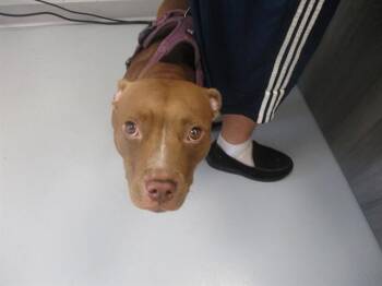 A388794 -  Staffordshire Bull Terrier Dog for Adoption in Ocala, Florida - A388794 | PetCurious