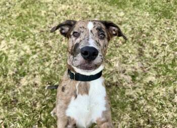 Catahoula Leopard Dog Dogs Available for Adoption in Gloversville, New York - River | PetCurious