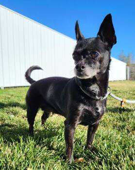 Rescue Chihuahua Dogs for Adoption in Pocatello, Idaho - Freida | PetCurious