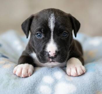 Jinny -  Labrador Retriever and Boxer Dog for Adoption in Crown Point, Indiana - Jinny | PetCurious