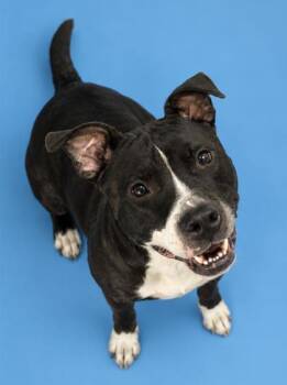 Barb 1312-26 -  Pit Bull Terrier and Mixed Breed Dog for Adoption in Cumming, Georgia - Barb 1312-26 | PetCurious