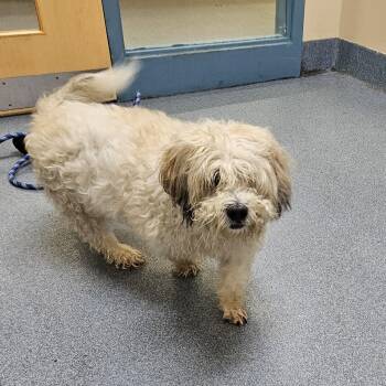 Knowles -  Shih Tzu and Bichon Frise Dog for Adoption in Suffolk, Virginia - Knowles | PetCurious