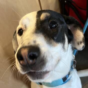 Mixed Breed Dogs Available for Adoption - Cheesecake | PetCurious