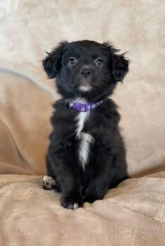 Labrador Retriever Dogs Available for Adoption - Victoria | PetCurious