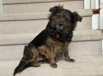 Chihuahua Dogs Available for Adoption in Nashville, Tennessee - Tyler | PetCurious