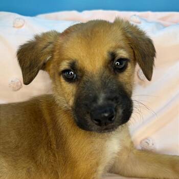 German Shepherd Dog and Mixed Breed Dogs Available for Adoption in San Antonio, Texas - Fox | PetCurious