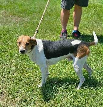 Rescue Beagle Dogs for Adoption in Odessa, Florida - Jack Black | PetCurious