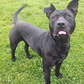 Pablo -  Pit Bull Terrier and Mixed Breed Dog for Adoption in Marble, North Carolina - Pablo | PetCurious