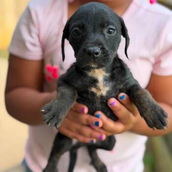 Gregory -  Mixed Breed Dog for Adoption in Buffalo, Minnesota - Gregory | PetCurious