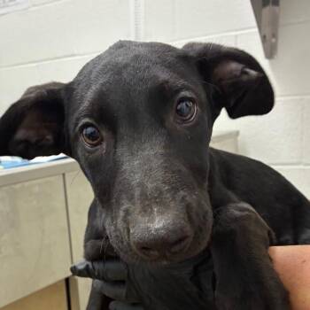 Katara -  Doberman Pinscher and Mixed Breed Dog for Adoption in Corpus Christi, Texas - Katara | PetCurious