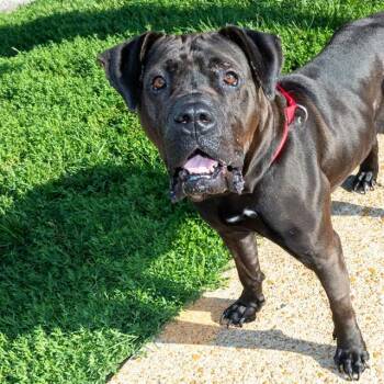 CHUM -  Mastiff and Mixed Breed Dog for Adoption in St. Louis, Missouri - CHUM | PetCurious