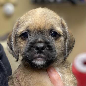 Pug Dogs Available for Adoption in Palm Springs, California - Tobias | PetCurious