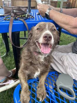 Basil -  Terrier Dog Available for Adoption in Polson, Montana - Basil | PetCurious