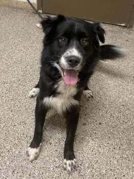 Nobelium -  Border Collie Dog for Adoption in Vancouver, Washington - Nobelium | PetCurious