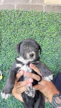 dumper* -  Australian Cattle Dog Blue Heeler and Mixed Breed Dog for Adoption in El Paso, Texas - Dumper* | PetCurious