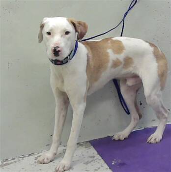 Pointer and Mixed Breed Dogs Available for Adoption in Houston, Texas - GARSON | PetCurious